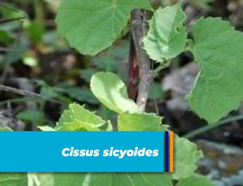 Cissus sicyoides