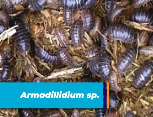 Armadillidium sp.