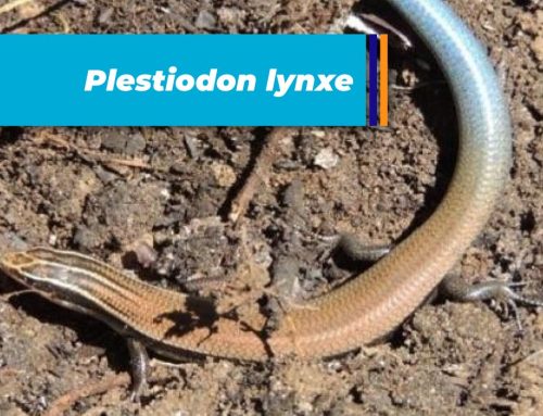 Plestiodon lynxe
