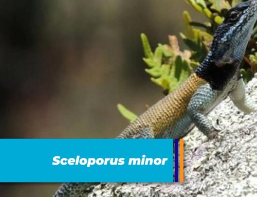 Sceloporus minor