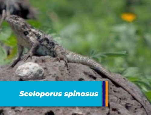 Sceloporus spinosus