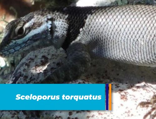 Sceloporus torquatus