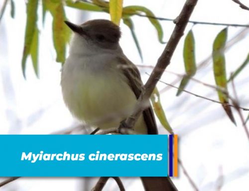 Myiarchus cinerascens
