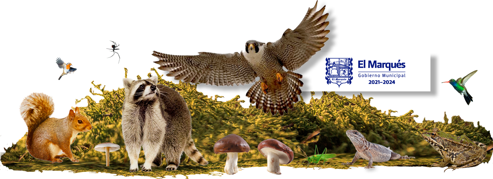 banner-biodiversidad
